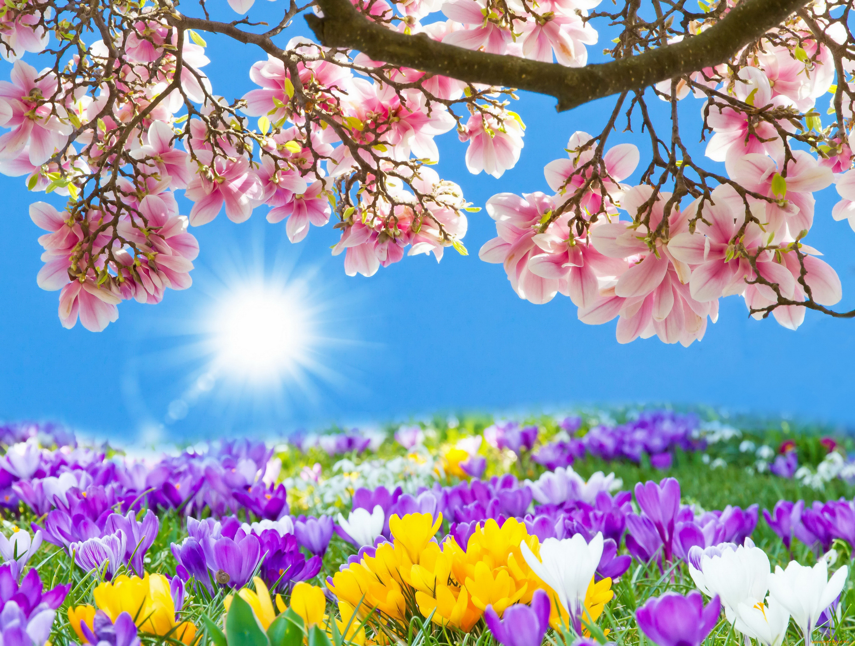 ,  , magnolia, meadow, sunshine, crocus, blossom, spring